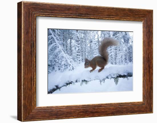 Red Squirrel (Sciurus Vulgaris) on Snow-Covered Branch in Pine Forest, Highlands, Scotland, UK-Peter Cairns-Framed Photographic Print