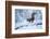 Red Squirrel (Sciurus Vulgaris) on Snow-Covered Branch in Pine Forest, Highlands, Scotland, UK-Peter Cairns-Framed Photographic Print