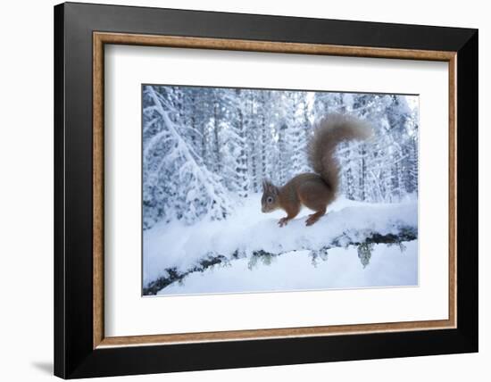 Red Squirrel (Sciurus Vulgaris) on Snow-Covered Branch in Pine Forest, Highlands, Scotland, UK-Peter Cairns-Framed Photographic Print