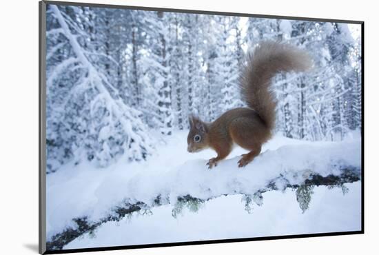 Red Squirrel (Sciurus Vulgaris) on Snow-Covered Branch in Pine Forest, Highlands, Scotland, UK-Peter Cairns-Mounted Photographic Print