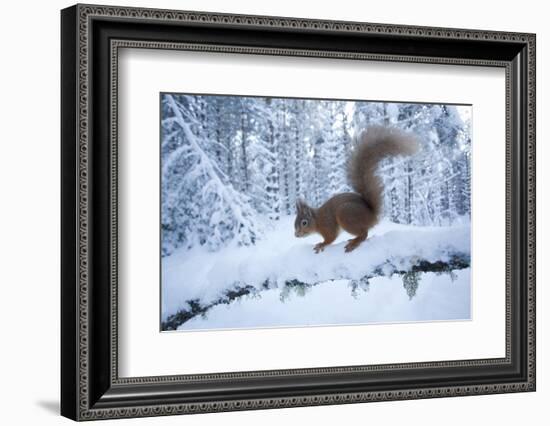 Red Squirrel (Sciurus Vulgaris) on Snow-Covered Branch in Pine Forest, Highlands, Scotland, UK-Peter Cairns-Framed Photographic Print