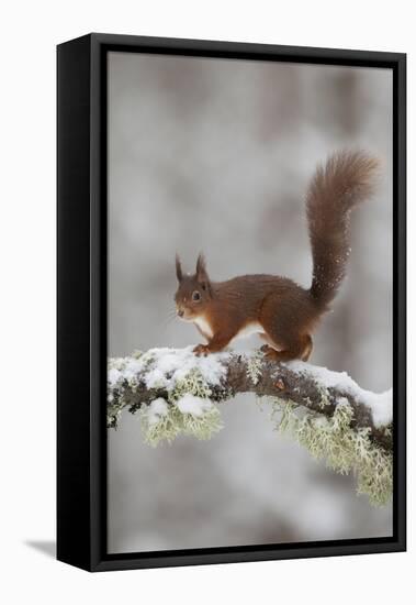 Red Squirrel (Sciurus Vulgaris) on Snowy Branch in Forest, Cairngorms Np, Scotland, UK, December-Peter Cairns-Framed Premier Image Canvas