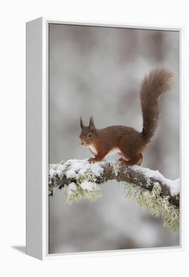 Red Squirrel (Sciurus Vulgaris) on Snowy Branch in Forest, Cairngorms Np, Scotland, UK, December-Peter Cairns-Framed Premier Image Canvas