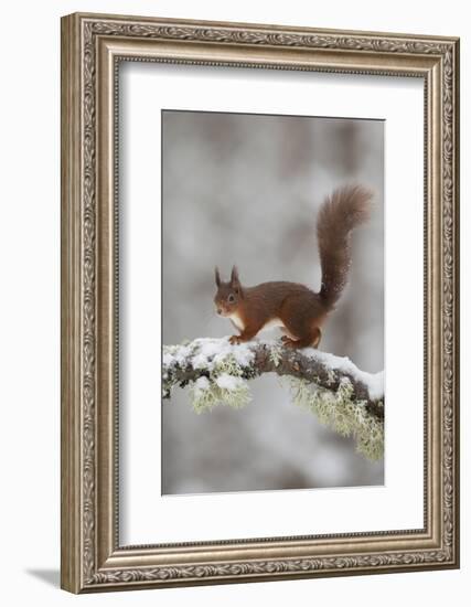 Red Squirrel (Sciurus Vulgaris) on Snowy Branch in Forest, Cairngorms Np, Scotland, UK, December-Peter Cairns-Framed Photographic Print