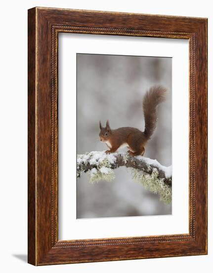 Red Squirrel (Sciurus Vulgaris) on Snowy Branch in Forest, Cairngorms Np, Scotland, UK, December-Peter Cairns-Framed Photographic Print