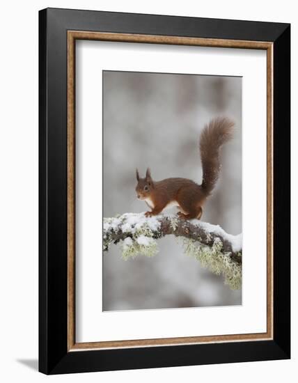 Red Squirrel (Sciurus Vulgaris) on Snowy Branch in Forest, Cairngorms Np, Scotland, UK, December-Peter Cairns-Framed Photographic Print