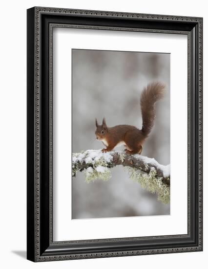 Red Squirrel (Sciurus Vulgaris) on Snowy Branch in Forest, Cairngorms Np, Scotland, UK, December-Peter Cairns-Framed Photographic Print