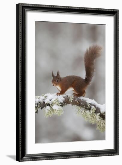 Red Squirrel (Sciurus Vulgaris) on Snowy Branch in Forest, Cairngorms Np, Scotland, UK, December-Peter Cairns-Framed Photographic Print