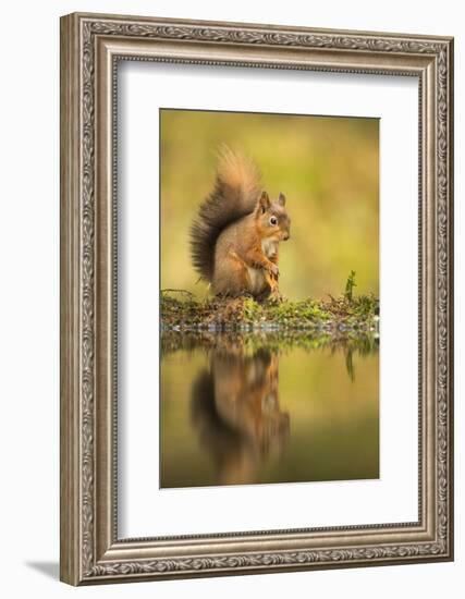 Red squirrel (Sciurus vulgaris) reflection, Yorkshire Dales, Yorkshire, England, United Kingdom, Eu-Kevin Morgans-Framed Photographic Print