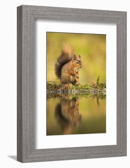 Red squirrel (Sciurus vulgaris) reflection, Yorkshire Dales, Yorkshire, England, United Kingdom, Eu-Kevin Morgans-Framed Photographic Print