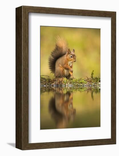 Red squirrel (Sciurus vulgaris) reflection, Yorkshire Dales, Yorkshire, England, United Kingdom, Eu-Kevin Morgans-Framed Photographic Print