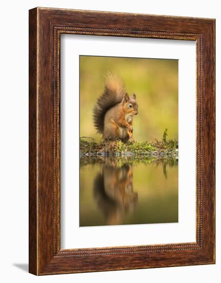 Red squirrel (Sciurus vulgaris) reflection, Yorkshire Dales, Yorkshire, England, United Kingdom, Eu-Kevin Morgans-Framed Photographic Print