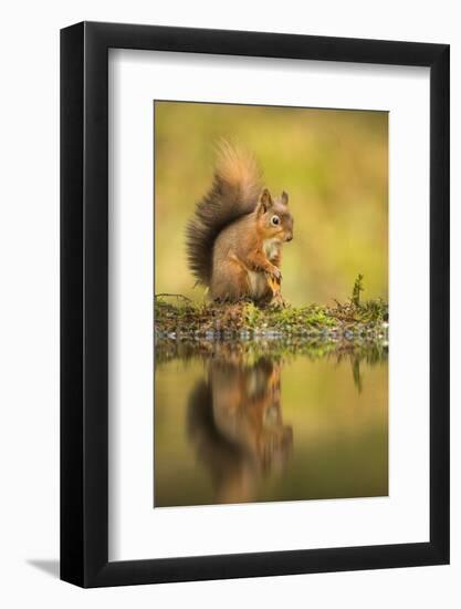 Red squirrel (Sciurus vulgaris) reflection, Yorkshire Dales, Yorkshire, England, United Kingdom, Eu-Kevin Morgans-Framed Photographic Print