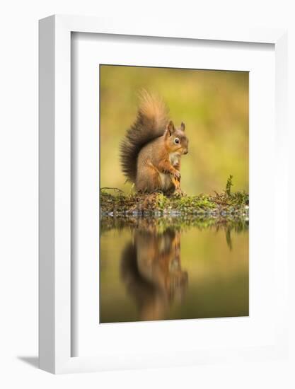 Red squirrel (Sciurus vulgaris) reflection, Yorkshire Dales, Yorkshire, England, United Kingdom, Eu-Kevin Morgans-Framed Photographic Print