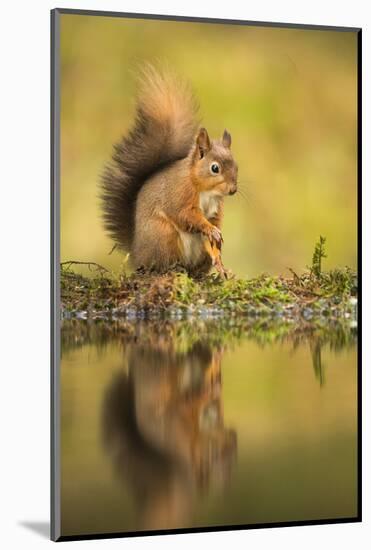 Red squirrel (Sciurus vulgaris) reflection, Yorkshire Dales, Yorkshire, England, United Kingdom, Eu-Kevin Morgans-Mounted Photographic Print