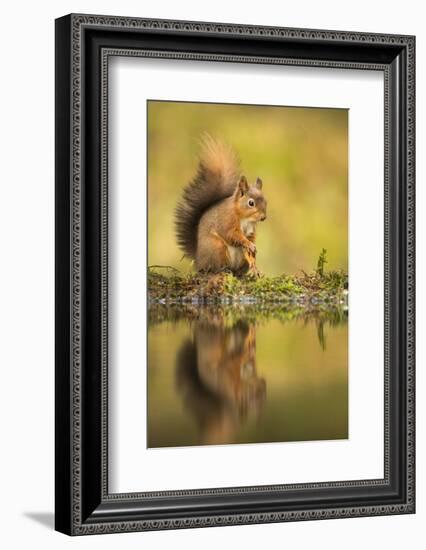 Red squirrel (Sciurus vulgaris) reflection, Yorkshire Dales, Yorkshire, England, United Kingdom, Eu-Kevin Morgans-Framed Photographic Print