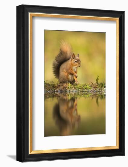 Red squirrel (Sciurus vulgaris) reflection, Yorkshire Dales, Yorkshire, England, United Kingdom, Eu-Kevin Morgans-Framed Photographic Print