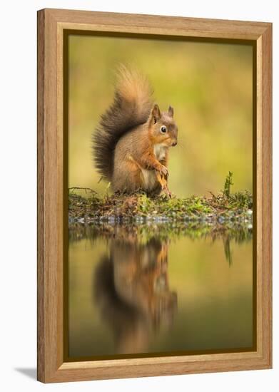 Red squirrel (Sciurus vulgaris) reflection, Yorkshire Dales, Yorkshire, England, United Kingdom, Eu-Kevin Morgans-Framed Premier Image Canvas