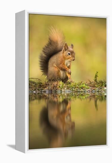 Red squirrel (Sciurus vulgaris) reflection, Yorkshire Dales, Yorkshire, England, United Kingdom, Eu-Kevin Morgans-Framed Premier Image Canvas