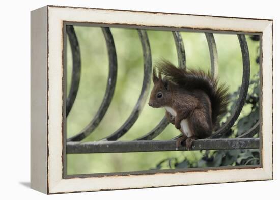 Red Squirrel (Sciurus Vulgaris) Sitting on Metal Railing, Vosges, France, April-Fabrice Cahez-Framed Premier Image Canvas