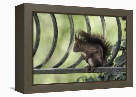 Red Squirrel (Sciurus Vulgaris) Sitting on Metal Railing, Vosges, France, April-Fabrice Cahez-Framed Premier Image Canvas