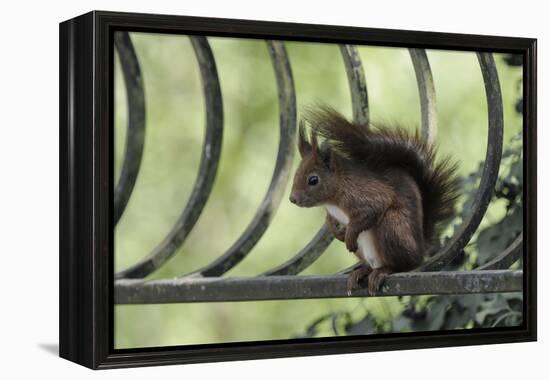 Red Squirrel (Sciurus Vulgaris) Sitting on Metal Railing, Vosges, France, April-Fabrice Cahez-Framed Premier Image Canvas