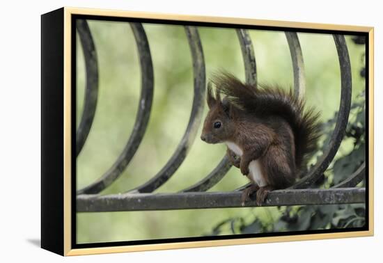 Red Squirrel (Sciurus Vulgaris) Sitting on Metal Railing, Vosges, France, April-Fabrice Cahez-Framed Premier Image Canvas