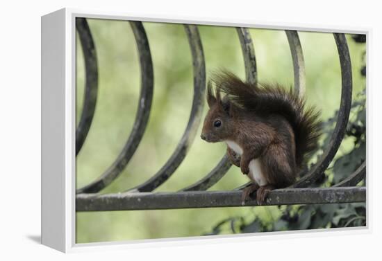 Red Squirrel (Sciurus Vulgaris) Sitting on Metal Railing, Vosges, France, April-Fabrice Cahez-Framed Premier Image Canvas