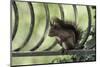 Red Squirrel (Sciurus Vulgaris) Sitting on Metal Railing, Vosges, France, April-Fabrice Cahez-Mounted Photographic Print