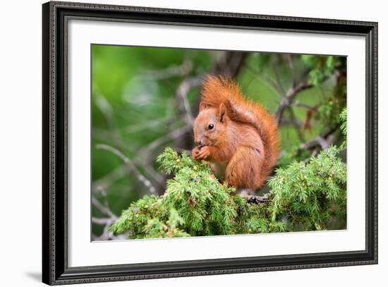 Red Squirrel Sitting in A Juniper Tree-stefanholm-Framed Photographic Print