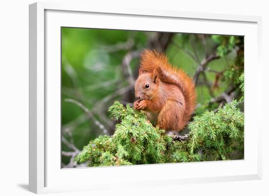 Red Squirrel Sitting in A Juniper Tree-stefanholm-Framed Photographic Print