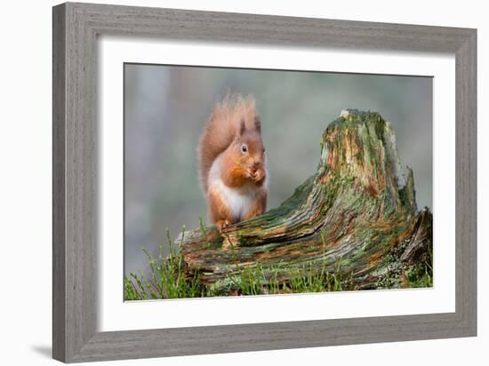 Red Squirrel Sitting on a Old Tree Stump Looking Forward-Trevor Hunter-Framed Photographic Print
