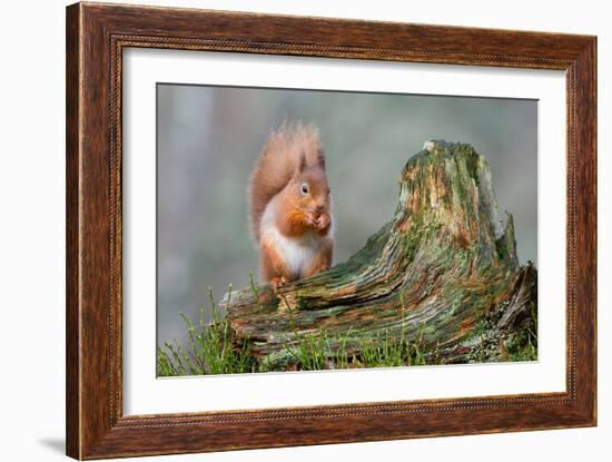 Red Squirrel Sitting on a Old Tree Stump Looking Forward-Trevor Hunter-Framed Photographic Print