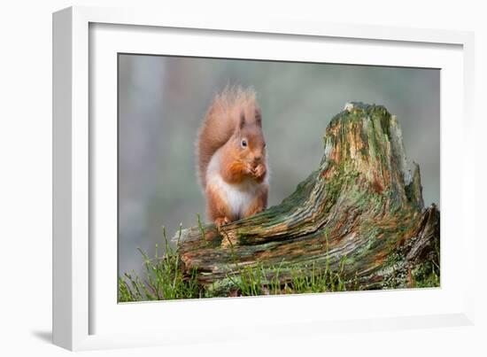 Red Squirrel Sitting on a Old Tree Stump Looking Forward-Trevor Hunter-Framed Photographic Print