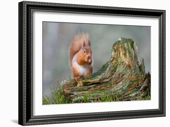 Red Squirrel Sitting on a Old Tree Stump Looking Forward-Trevor Hunter-Framed Photographic Print