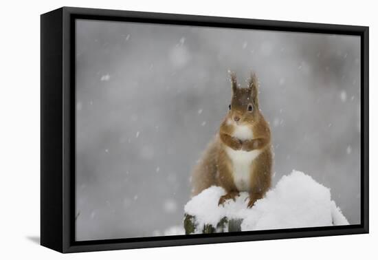 Red Squirrel Sitting on Snow Covered Tree Stump, Glenfeshie, Cairngorms Np, Scotland, February-Cairns-Framed Premier Image Canvas