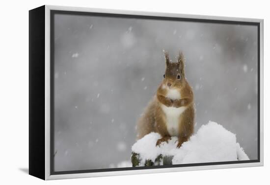 Red Squirrel Sitting on Snow Covered Tree Stump, Glenfeshie, Cairngorms Np, Scotland, February-Cairns-Framed Premier Image Canvas