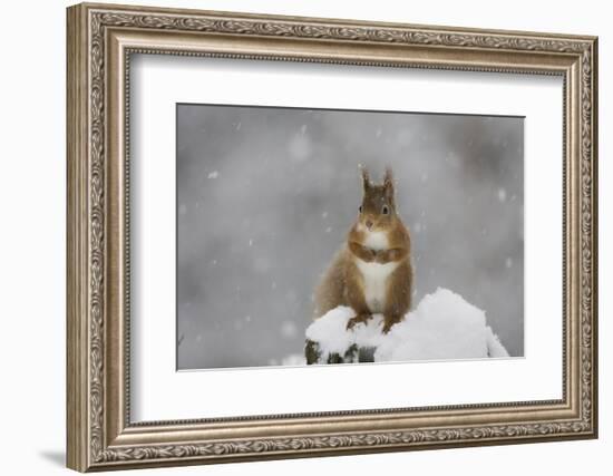 Red Squirrel Sitting on Snow Covered Tree Stump, Glenfeshie, Cairngorms Np, Scotland, February-Cairns-Framed Photographic Print