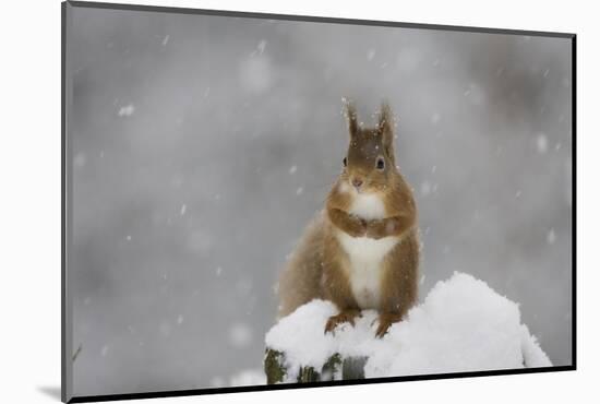 Red Squirrel Sitting on Snow Covered Tree Stump, Glenfeshie, Cairngorms Np, Scotland, February-Cairns-Mounted Photographic Print