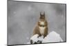 Red Squirrel Sitting on Snow Covered Tree Stump, Glenfeshie, Cairngorms Np, Scotland, February-Cairns-Mounted Photographic Print