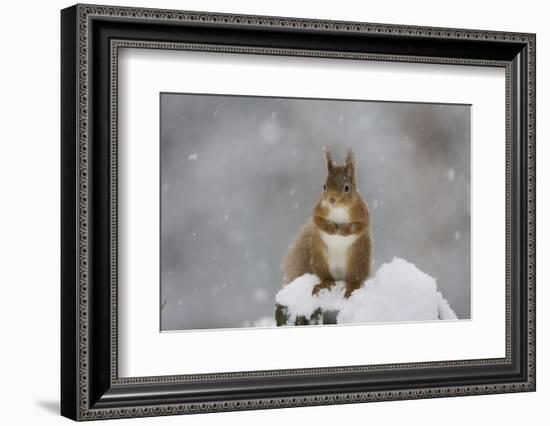 Red Squirrel Sitting on Snow Covered Tree Stump, Glenfeshie, Cairngorms Np, Scotland, February-Cairns-Framed Photographic Print