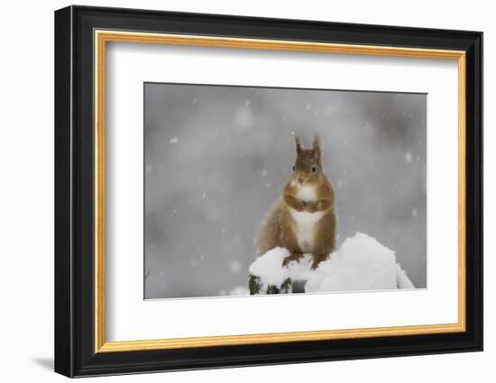 Red Squirrel Sitting on Snow Covered Tree Stump, Glenfeshie, Cairngorms Np, Scotland, February-Cairns-Framed Photographic Print