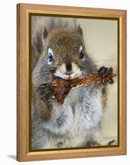 Red Squirrel, Tamiasciurus Hudsonicus, Maligne Canyon, Jasper National Park, Alberta, Canada-Paul Colangelo-Framed Premier Image Canvas