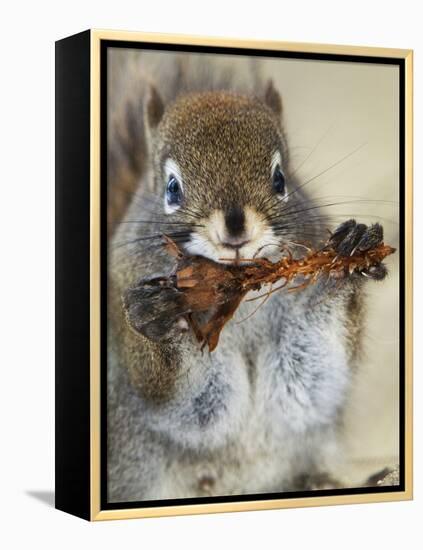 Red Squirrel, Tamiasciurus Hudsonicus, Maligne Canyon, Jasper National Park, Alberta, Canada-Paul Colangelo-Framed Premier Image Canvas