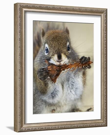 Red Squirrel, Tamiasciurus Hudsonicus, Maligne Canyon, Jasper National Park, Alberta, Canada-Paul Colangelo-Framed Photographic Print