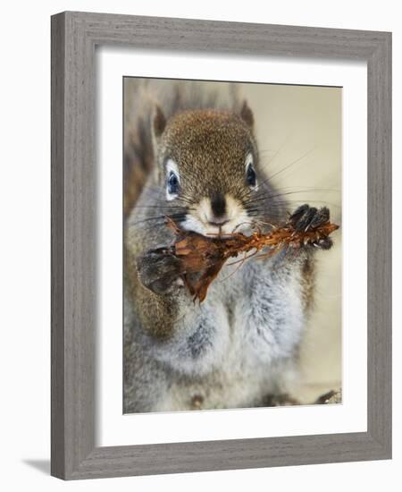 Red Squirrel, Tamiasciurus Hudsonicus, Maligne Canyon, Jasper National Park, Alberta, Canada-Paul Colangelo-Framed Photographic Print