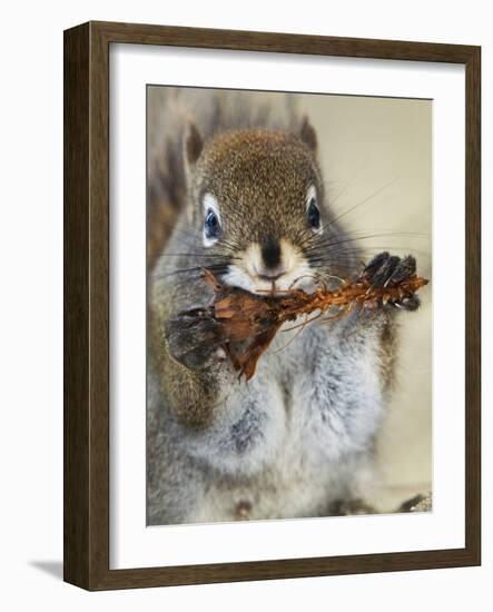 Red Squirrel, Tamiasciurus Hudsonicus, Maligne Canyon, Jasper National Park, Alberta, Canada-Paul Colangelo-Framed Photographic Print
