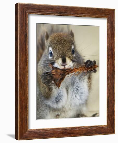 Red Squirrel, Tamiasciurus Hudsonicus, Maligne Canyon, Jasper National Park, Alberta, Canada-Paul Colangelo-Framed Photographic Print