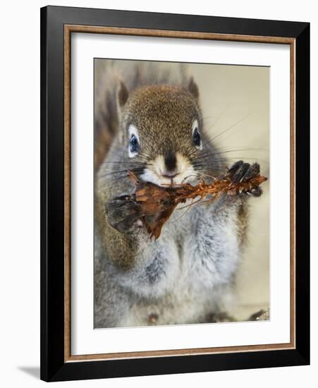 Red Squirrel, Tamiasciurus Hudsonicus, Maligne Canyon, Jasper National Park, Alberta, Canada-Paul Colangelo-Framed Photographic Print