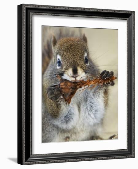 Red Squirrel, Tamiasciurus Hudsonicus, Maligne Canyon, Jasper National Park, Alberta, Canada-Paul Colangelo-Framed Photographic Print